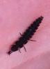 Lampyris sp.